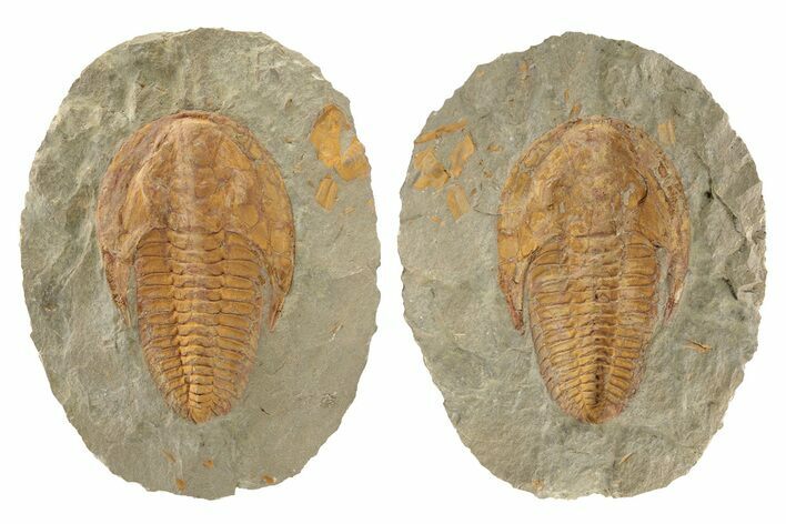 Cambropallas Trilobite With Pos/Neg - Jbel Ougnate, Morocco #235790